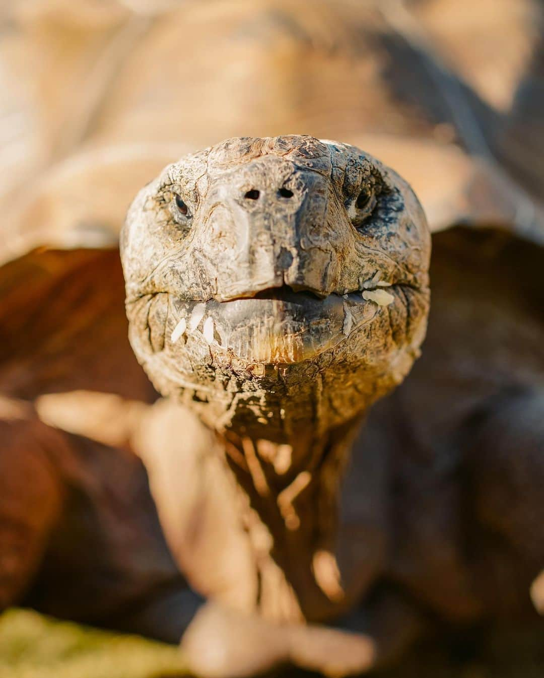 チャーリー・ジョーダンさんのインスタグラム写真 - (チャーリー・ジョーダンInstagram)「Master Oogway and I 😉  Sneak peek pics of our visit to @turtleconservancy 🐢 full YouTube video explaining everything about these beautiful tortoises coming soon! So excited and blessed to be able to share everything we have been planning with these beautiful animals! Just because the world has stopped doesn’t mean we stop helping 🌈 Jacket @revolve」11月15日 5時48分 - charlyjordan