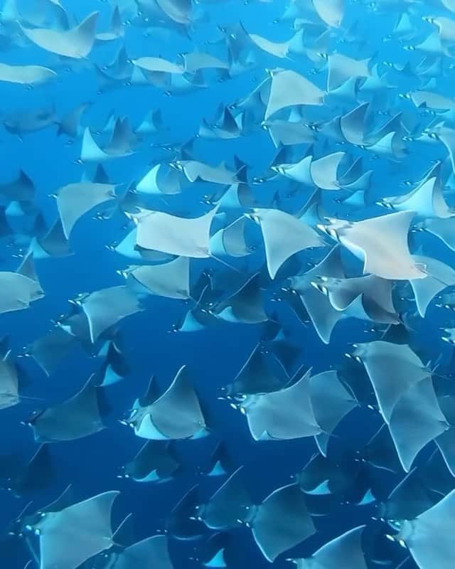 WildLifeのインスタグラム：「So beautiful 😍 Follow @alexsharks_ for more!」
