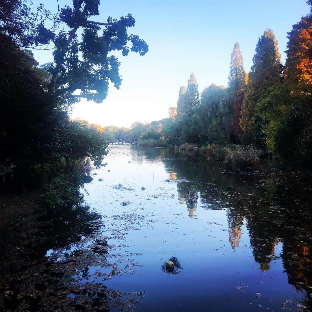 team_omotesandoのインスタグラム：「Peaceful weekend🍂  #丁寧な暮らし #forest #nature #pond #littlehappiness #littleappreciationpost #littlethankyou #緑のある暮らし #peacefulweekend」