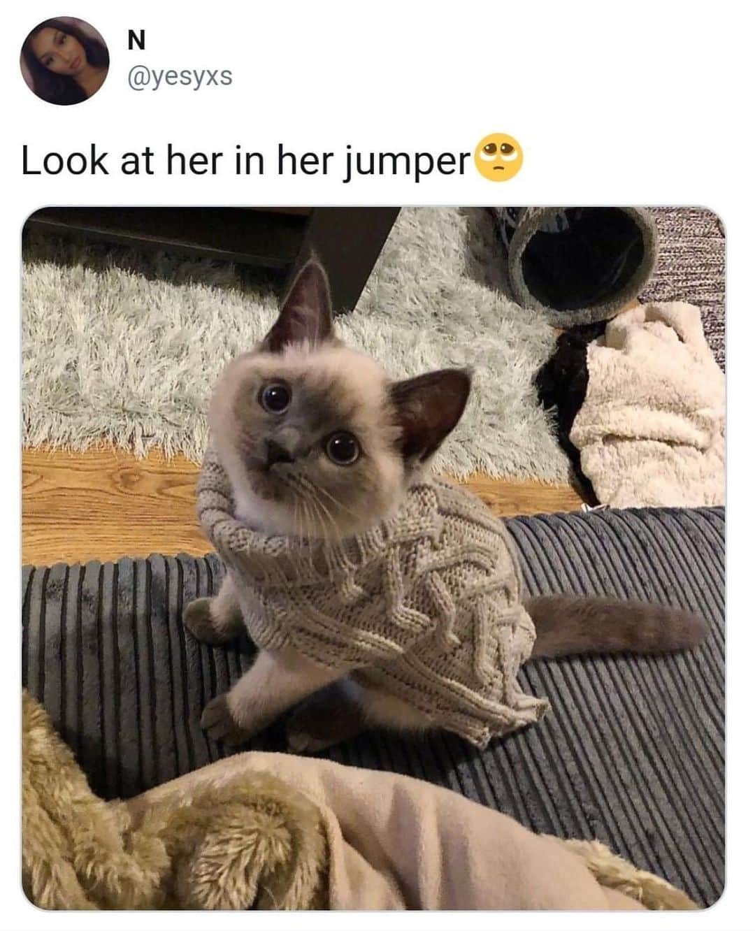 The Cats Of Instagramのインスタグラム：「😻😻 (Credit: Unknown)」
