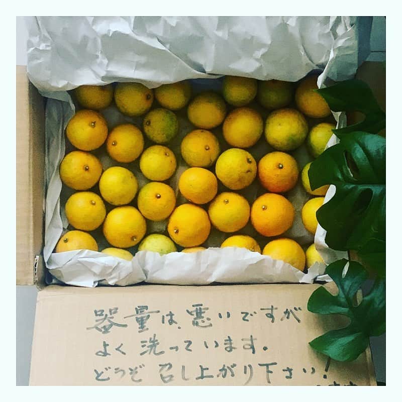 市橋有里のインスタグラム：「【徳島からのおくりもの】  昨日、徳島から届きました。 庭にいっぱいなっとったんよ〜 と収穫したすだちを送ってくれました。 木で完熟したから 黄色かったのですが、 香りは柚子でも小夏でもなくすだち。 切ってみると▶︎❷ジューシーで 少し甘くてそのままでも食べられます。 ▶︎❸お肉に絞っても、焼いて食べてもまた違う風味で美味しかったです。 そして、全部洗って乾かして 几帳面に梱包してくれ整列しているすだちを見ると、 最近の自分の大雑把さを改めようと思うのでした。。 このすだちが3段、これからあちこちでお裾分け☻ ・ #徳島からの贈り物  #徳島 #地元愛 #ありがとう父さん #最初で最後の贈り物」