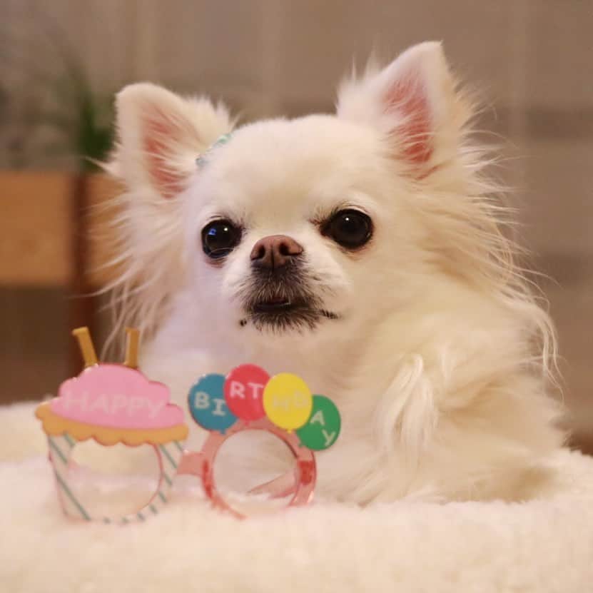 kayoのインスタグラム：「* * * 🎂Happy Birthday Mikan🎂 * みーちゃん11歳になりました☺️🎉 * * 今まで病気ひとつせず 健康優良児だったけど.... * 先月から咳が酷くなり心臓のお薬飲み出して、肺水腫になって6日間も入院してほんと大変でした😢 * でも、頑張って元気になって帰って来てくれました🐶✨ 心臓は良くなった訳ではないけど、ちゃんとお薬を飲めばいつものみーちゃんのまま元気に過ごしてます☺️ * 無事に11歳を迎えれて ほんとうによかった…🥺 * これからも まだまだ一緒にいてね❤️ * * 今日もこれから病院行ってきます🚗 * * 2020.11.15 Mikan ❤️🎂 * * #お誕生日おめでとう #11歳 #happybirthday * #chihuahua#chihuahualove#dogstgram#dog#instadog#チワワ#チワワ大好き#チワワのいる暮らし * * *」
