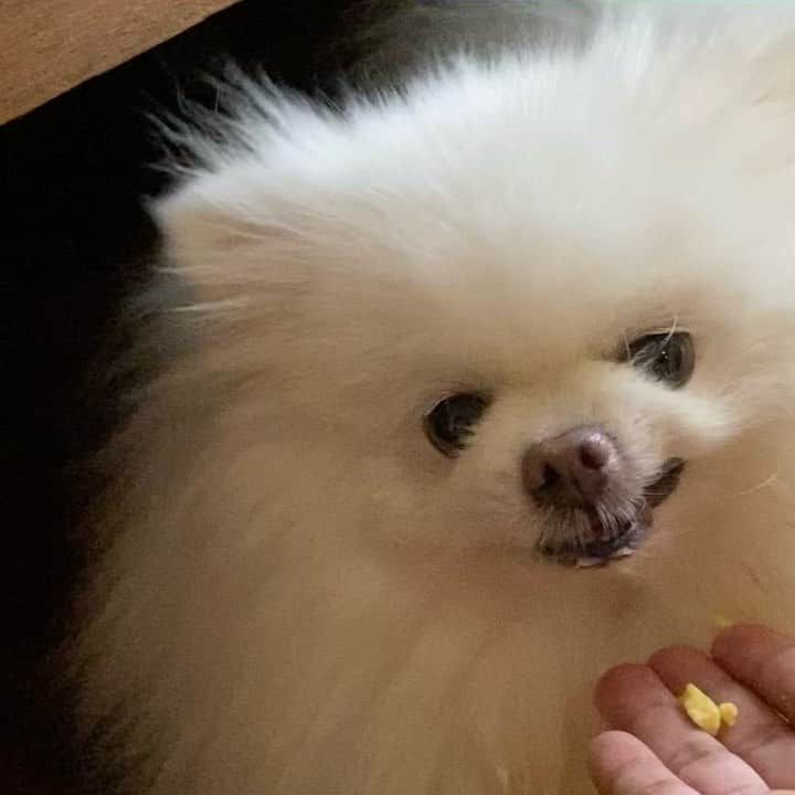 のインスタグラム：「Sunday treats! This is pumpkin based biscuits mom bought online and I am inlove with it.❤️🐾🍪 #dogsofinstagram #weeklyfluff #fluffy #pomeranin #dogstagram」
