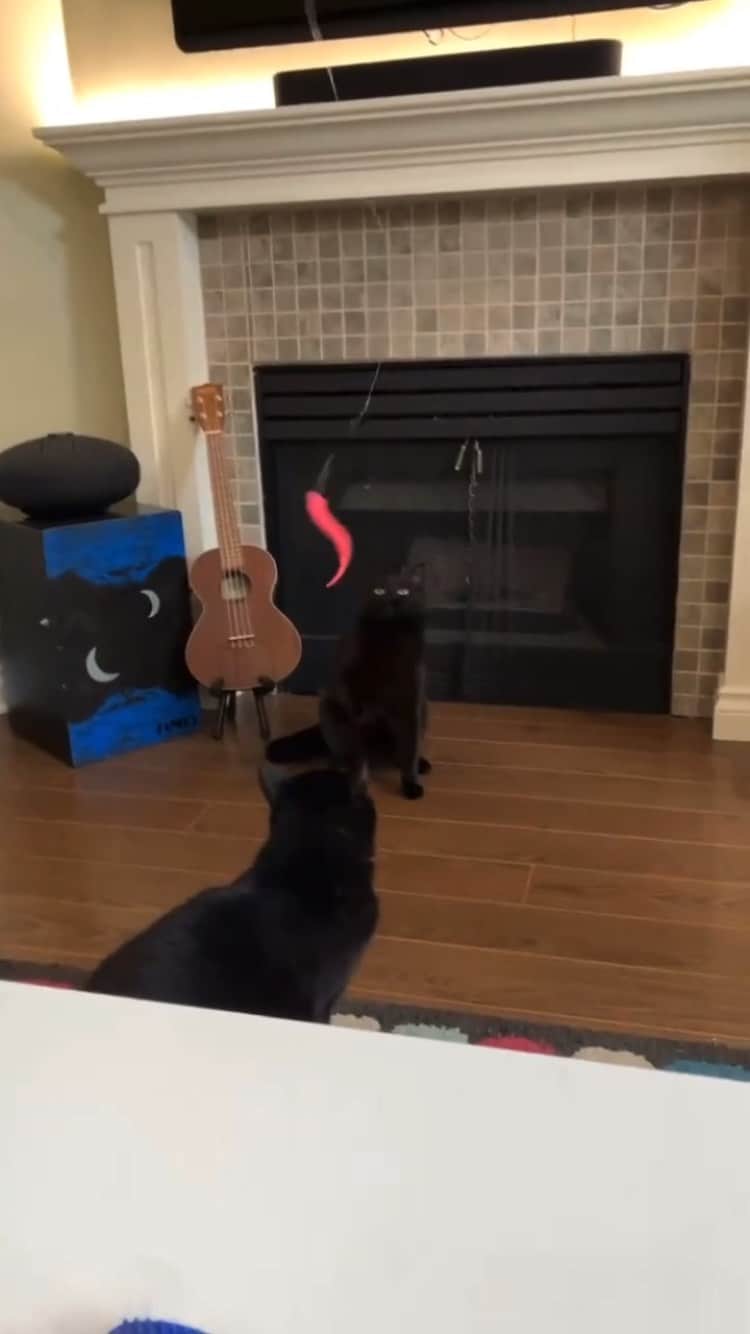 The Cats Of Instagramのインスタグラム：「Thank you @catladybox for the pawsome toy!」
