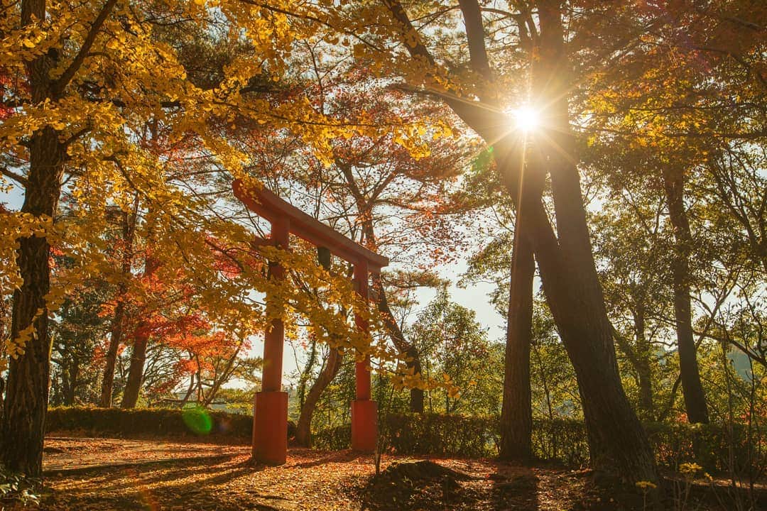 鹿児島よかもん再発見のインスタグラム：「伊佐市大口の曽木の滝公園へ(^-^)/ その2 清水神社鳥居付近にて R2/11/14  この付近の彩りが今回の訪問では一番いいタイミングでした  #鹿児島 #鹿児島観光 #鹿児島の紅葉  #曽木の滝 #曽木の滝公園  #伊佐市 #伊佐 #伊佐市大口  #伊佐市観光 #鹿児島の自然 #鹿児島の風景 #japan #kagoshima #kagoshimaphotograph」