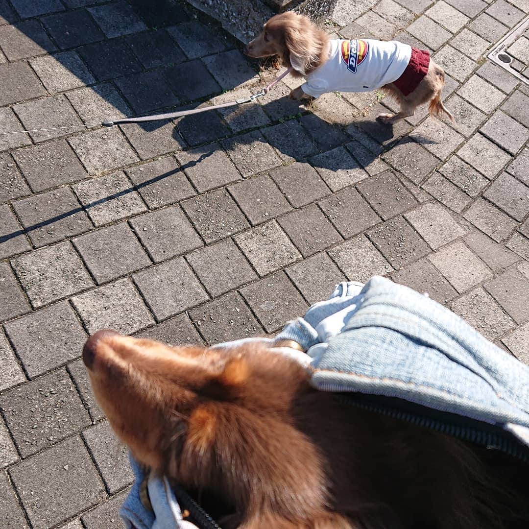 くるみんのインスタグラム：「* せっかくの良い天気☀️なのに、あずきちゃんはバッグINで付き添い。  木曜日の朝💩してから、土曜日朝まで出なくて心配しました。 昨日少し歩かせて体動かしたら、超巨大💩して一安心(笑) 足取りもしっかりしてます。  #カニンヘンダックスフント #カニンヘン #カニンヘンダックス #カニンヘンダックスフンドの日常 #カニンヘンの会 #カニンヘンダックスフンド #チョコタンダックスフント #チョコタンダックスフンド #チョコタンダックス #チョコタン #ダックスlove #ダックス多頭飼い #ダックスフント #ダックスフンドカニンヘン #ダックス部 #ダックス大好き #ダックスフンド #ダックス #いぬばか部 #いぬすたぐらむ #短足部 #ヘルニア #dachshundgram #dachshund #dachs #dogstagram #instagramdog #instadachs #todayswanko #7pets_1day」