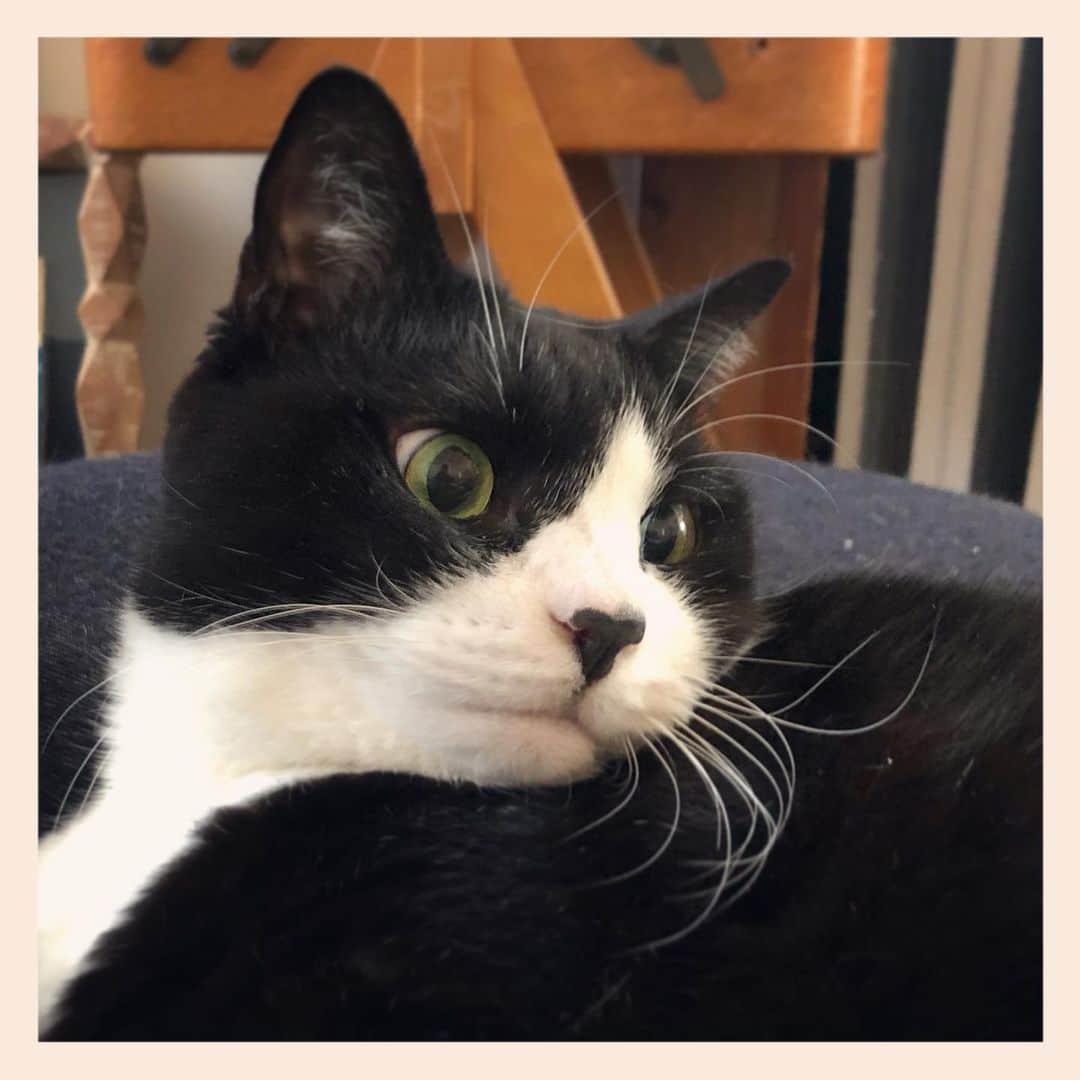 パンといっぴきのインスタグラム：「#元保護猫 #ハチワレ #白黒猫 #blackandwhitecat #tuxedocat」