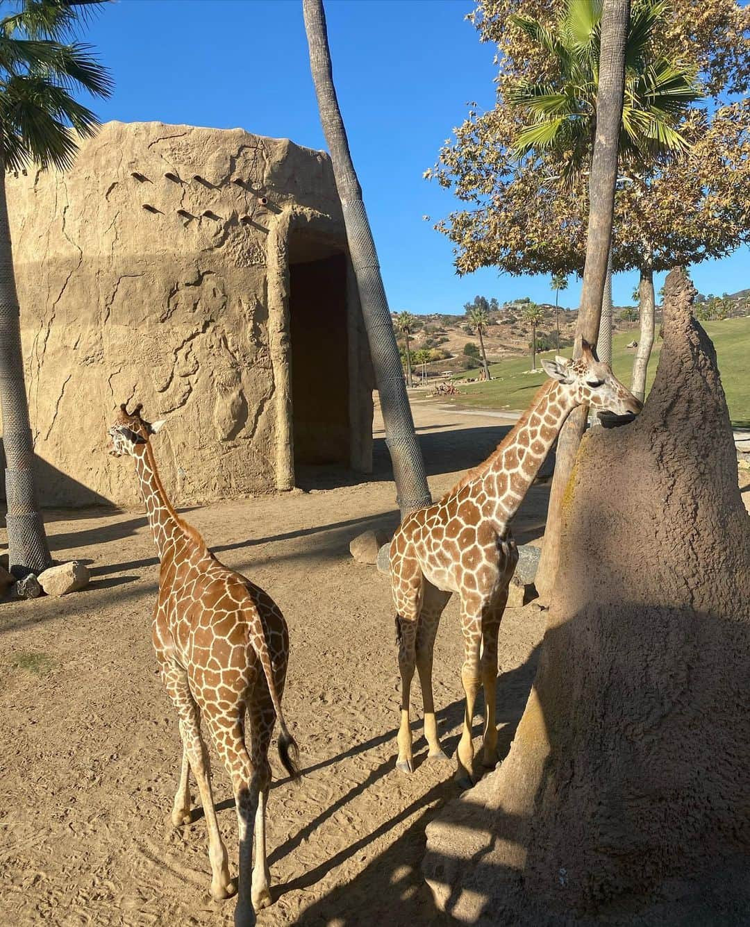 ジョーディン・ウッズさんのインスタグラム写真 - (ジョーディン・ウッズInstagram)「I’m probably happiest when I’m around animals 😌 thank you @sdzsafaripark for the private tour.. one of my new favorite places to come to😍 started the surprise birthday festivities right 🥳」11月15日 9時05分 - jordynwoods