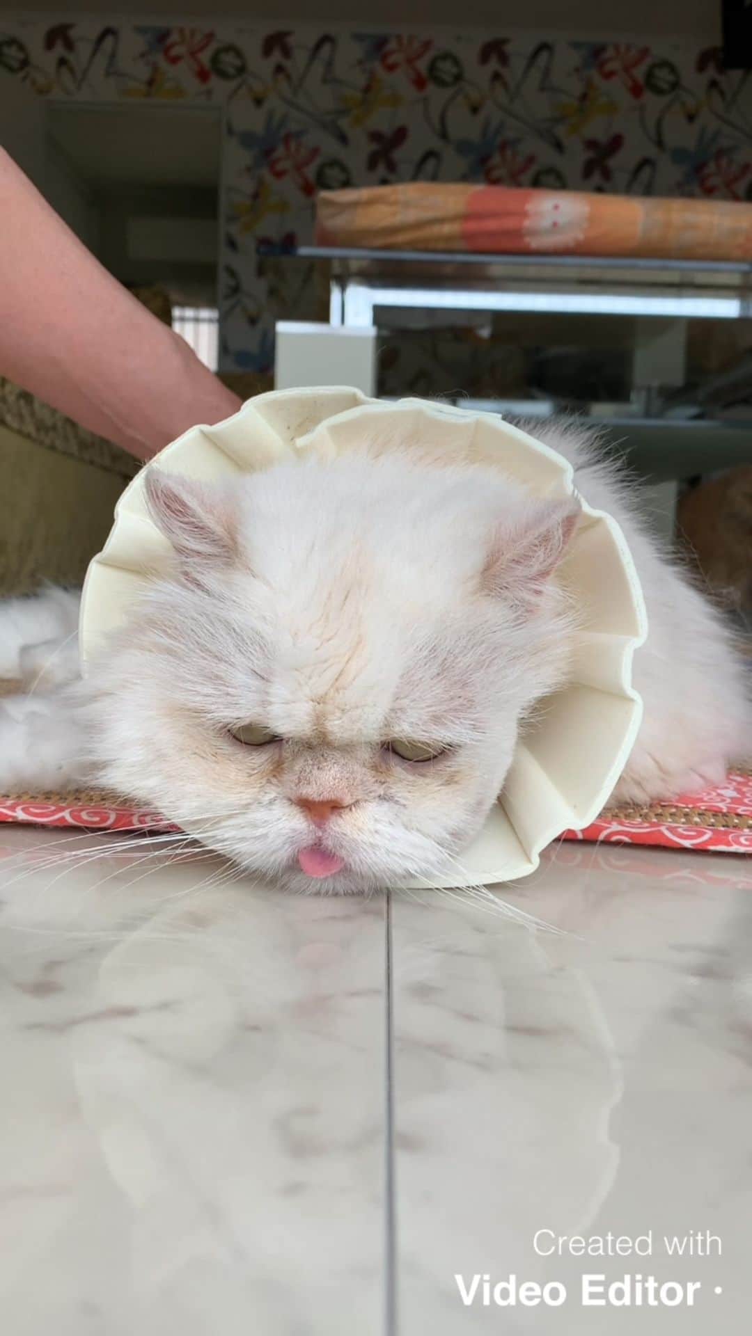 12 Chinchilla Persianのインスタグラム：「We missed you so much bruce . I wish you visit me more in my dreams , I was very happy when i hugged and kissed you ... felt so real ❤️ #cat #cats_of_instagram #weeklyfluff #ple」
