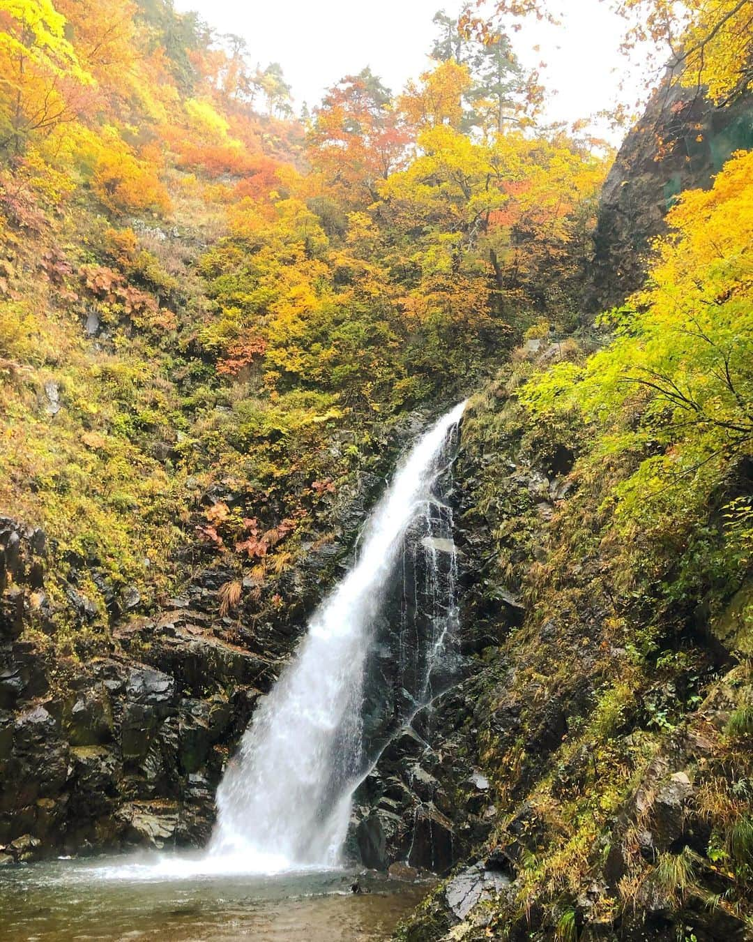 りんご娘さんのインスタグラム写真 - (りんご娘Instagram)「#西目屋最高  暗門の滝へ行ってきました！ 写真でしか見たことなかったけど 実際みて感動しました🥺  途中険しい道もあったけど、 キッズや年配の方の方がスイスイ 歩いてました😅  頑張った後の水も最高に美味しかったです！！  皆さんもぜひ #暗門の滝 へ 行ってみてください😄  #世界遺産 #白神山地 #西目屋村 #日本一うつくしい村  #山ガール #観光地 #montbell #滝 #anmon #りんご娘 #ringomusume」11月15日 18時38分 - _ringo.musume.com_