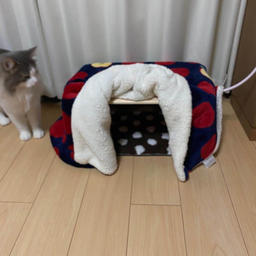 三好春奈さんのインスタグラム写真 - (三好春奈Instagram)「これを こうして こう！ #cat #猫 #こたつ」11月15日 18時49分 - bassnohalna