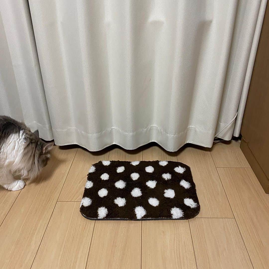 三好春奈のインスタグラム：「これを こうして こう！ #cat #猫 #こたつ」