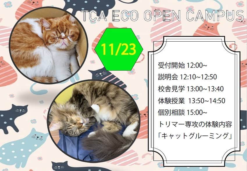 【公式】東京コミュニケーションアート専門学校ECOさんのインスタグラム写真 - (【公式】東京コミュニケーションアート専門学校ECOInstagram)「オープンキャンパスのご案内です‼️ 猫好き必見😳 キャットグルーミングです😆 猫のメニューは基本的に2ヶ月に１回しかないので、お見逃しなく👍 HPからご予約頂けます✨  #tca東京eco動物海洋専門学校 #動物 #専門学校 #グルーミング #グルーミングサロン #ペットトリマー #ペットトリマー専攻 #tcaeco #動物専門学校 #オープンキャンパス #ねこ #トリマー #進路」11月15日 19時02分 - tca_eco