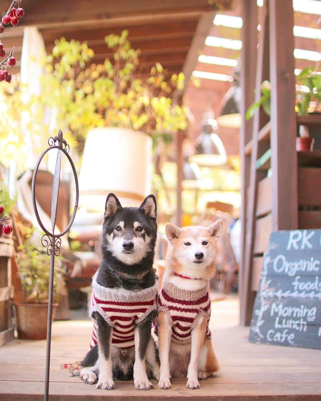 柴犬 けんしろう ゆりあのインスタグラム：「🐶☕️🐶  いらっしゃいませ〜 秋色cafeへようこそ☕️🍂  けんゆりが お席へご案内しますよ♡  チップにアレとアレをよろしくね😋  と、ここで けんゆり検定3級問題です💡  アレとアレとは なんのおやつでしょうか？  2つ答えられるかな〜😆  Location:Nagano (けんゆりおもひで秋photo🍁より) @beautypro_contest #ビューティープロコンテスト」