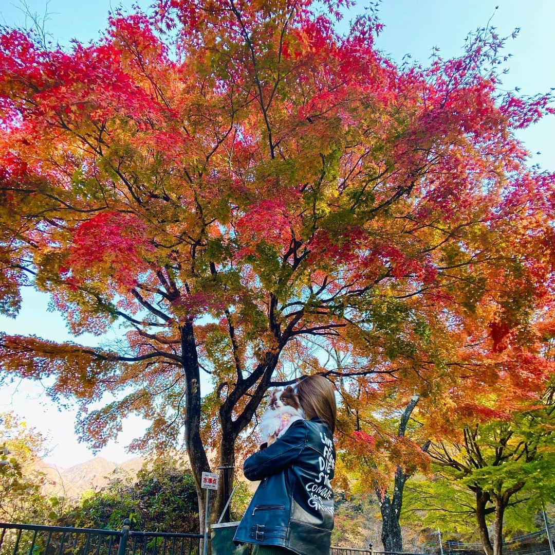 mycoのインスタグラム：「紅葉見たくてドライブへ🍁﻿ 夕方に出たから夜に着いたけど﻿ りりも一緒に行きましたよー🚙﻿ 源泉掛け流しの露天風呂がお部屋にも﻿ ついてて夜に3回朝に3回入ったよ♨️﻿ 本当好きなの！猿にも負けない🐒🐵﻿ ﻿ 日光名物のスイーツ食べてお蕎麦食べて﻿ 仕事に間に合うように帰ってきました！！﻿ その間も「金魚」の編集のやり取り﻿ ずっーーとしてたよ💻﻿ 今日UPしたかったけど明日になりそう。﻿ 懐かしい曲達を聴いてやってね！！﻿ ﻿ ﻿ でね。でね。﻿ ほんとうは珍宝館に行きたかったの…。﻿ ずっと行きたくてたまらない場所なの🤣﻿ 行ったことある人いる？？﻿ 館長のま◯こさんに会いたい♡﻿  #珍宝館 #日光 #紅葉 #源泉掛け流し #lewisleathers #commedesgarcons #dior #ootd #coordinate #fashion  #코디 #데일리 #데일리룩」