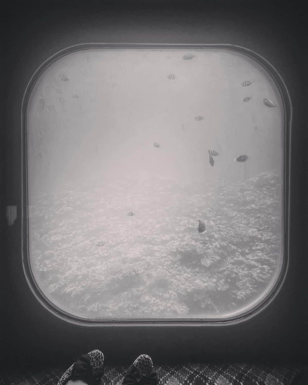 YUYUさんのインスタグラム写真 - (YUYUInstagram)「アクアビュー 🌊🌴💘 海中散歩してるようでたっのしかった〜」11月15日 19時12分 - yuyukmt