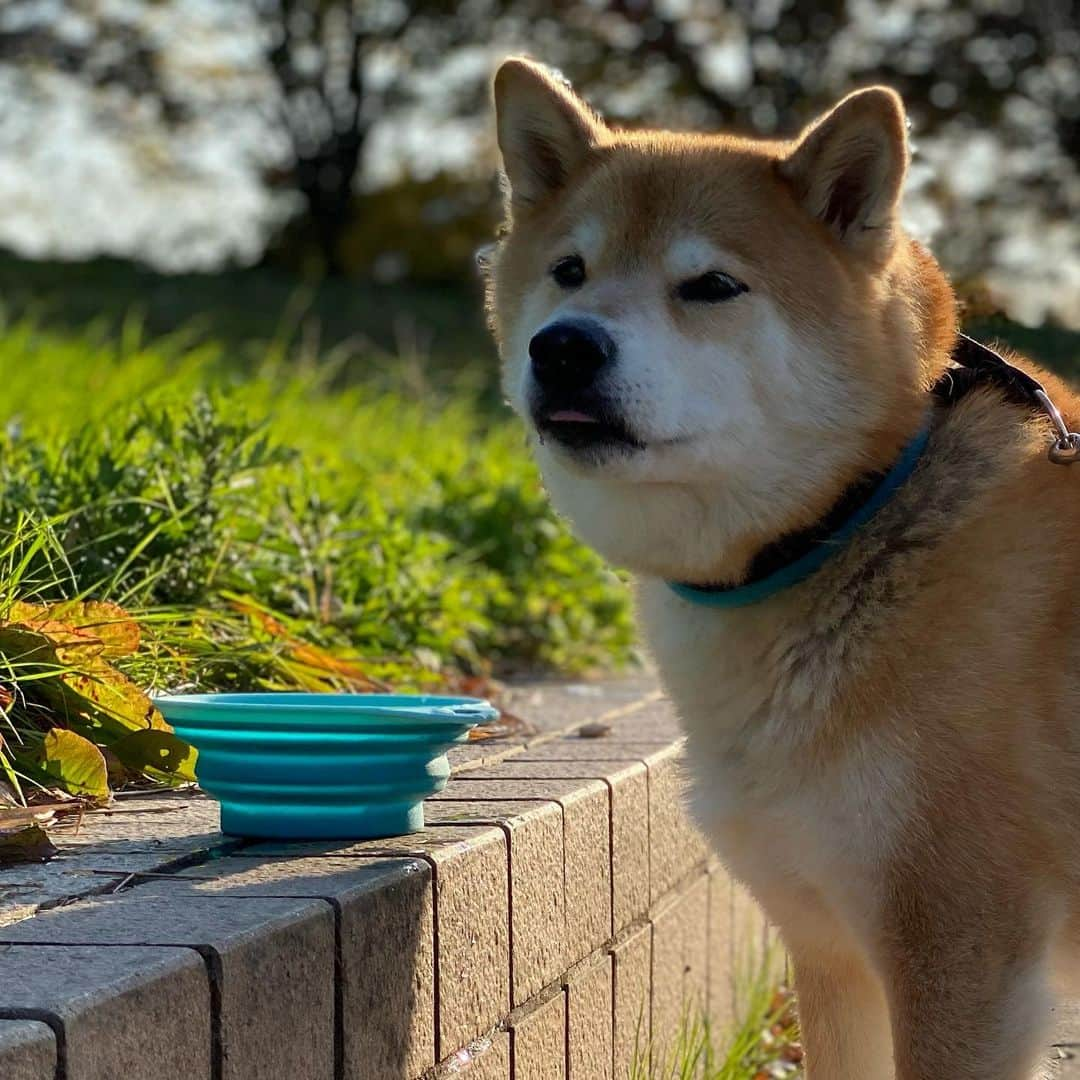 まる（まるたろう）さんのインスタグラム写真 - (まる（まるたろう）Instagram)「Would you like a sip? ✨🐶😋✨お水おいしいな〜 #一口飲んでみる❓ #いいよ #まるの器使って #全部飲んでいいよ #まだ沢山あるからね」11月15日 19時14分 - marutaro