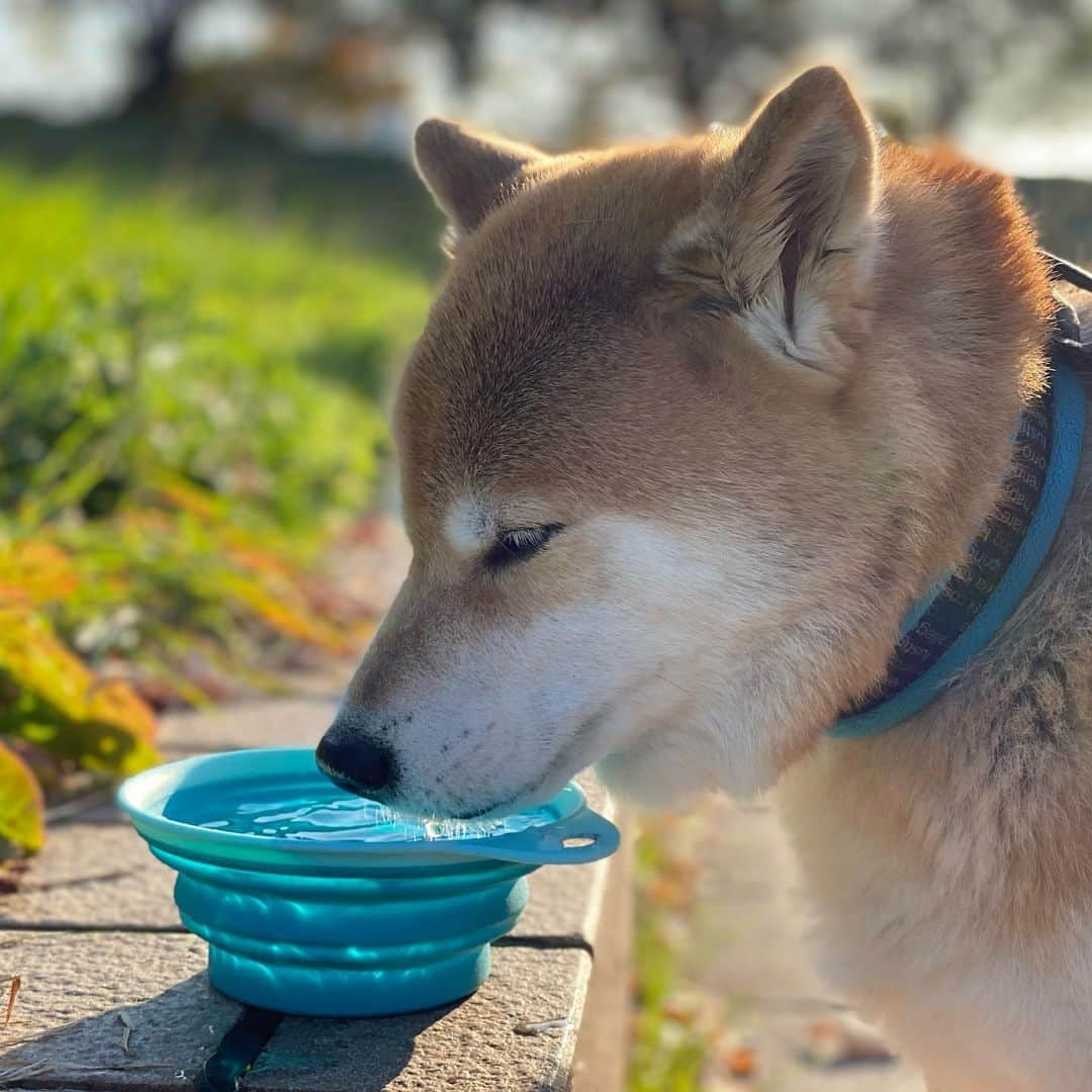 まる（まるたろう）さんのインスタグラム写真 - (まる（まるたろう）Instagram)「Would you like a sip? ✨🐶😋✨お水おいしいな〜 #一口飲んでみる❓ #いいよ #まるの器使って #全部飲んでいいよ #まだ沢山あるからね」11月15日 19時14分 - marutaro