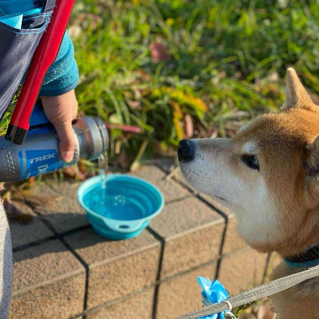 まる（まるたろう）さんのインスタグラム写真 - (まる（まるたろう）Instagram)「Would you like a sip? ✨🐶😋✨お水おいしいな〜 #一口飲んでみる❓ #いいよ #まるの器使って #全部飲んでいいよ #まだ沢山あるからね」11月15日 19時14分 - marutaro