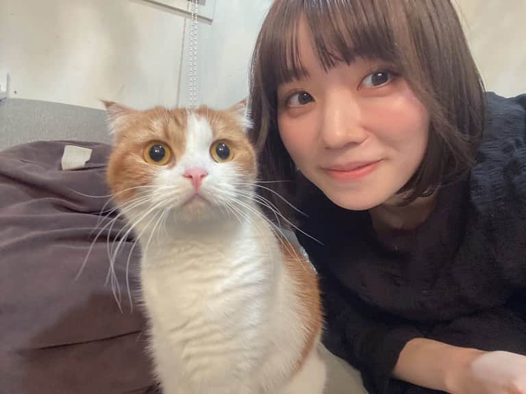 駒田京伽のインスタグラム：「💐🐈💐  詩乃と同じ美容室行ってきた🐈  色は落ち着かせて チョコレートみたいな色にした🍫  美容師さんが飼ってる 猫のあつあげちゃん🐈  色合いが名前通り🐈💐  あつこちゃんて呼んでるみたい😻  大人しくていい子… 今まで会った猫の中で1番可愛い…  #福岡#美容室#猫 #チョコレートベージュ」