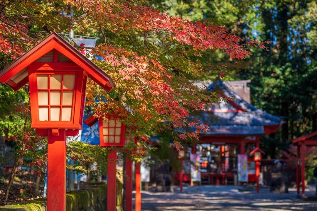 鹿児島よかもん再発見のインスタグラム：「伊佐市大口の郡山八幡神社へ(^-^)/ R2/11/14  焼酎関係のお仕事をされている方々には馴染みの深い焼酎神社  曽木の滝の紅葉のタイミングで、ここに立ち寄らないのはもったいない‼️と感じたのは4年前。以来、紅葉時期にはいつも訪ねています。  ※紅葉写真は時期のものなので、しばらく連投するかも。。ですm(__)m  #鹿児島 #鹿児島観光 #鹿児島の紅葉  #郡山八幡神社 #伊佐市 #伊佐 #伊佐市大口  #伊佐市観光 #鹿児島の自然 #鹿児島の風景 #japan #kagoshima #kagoshimaphotograph」