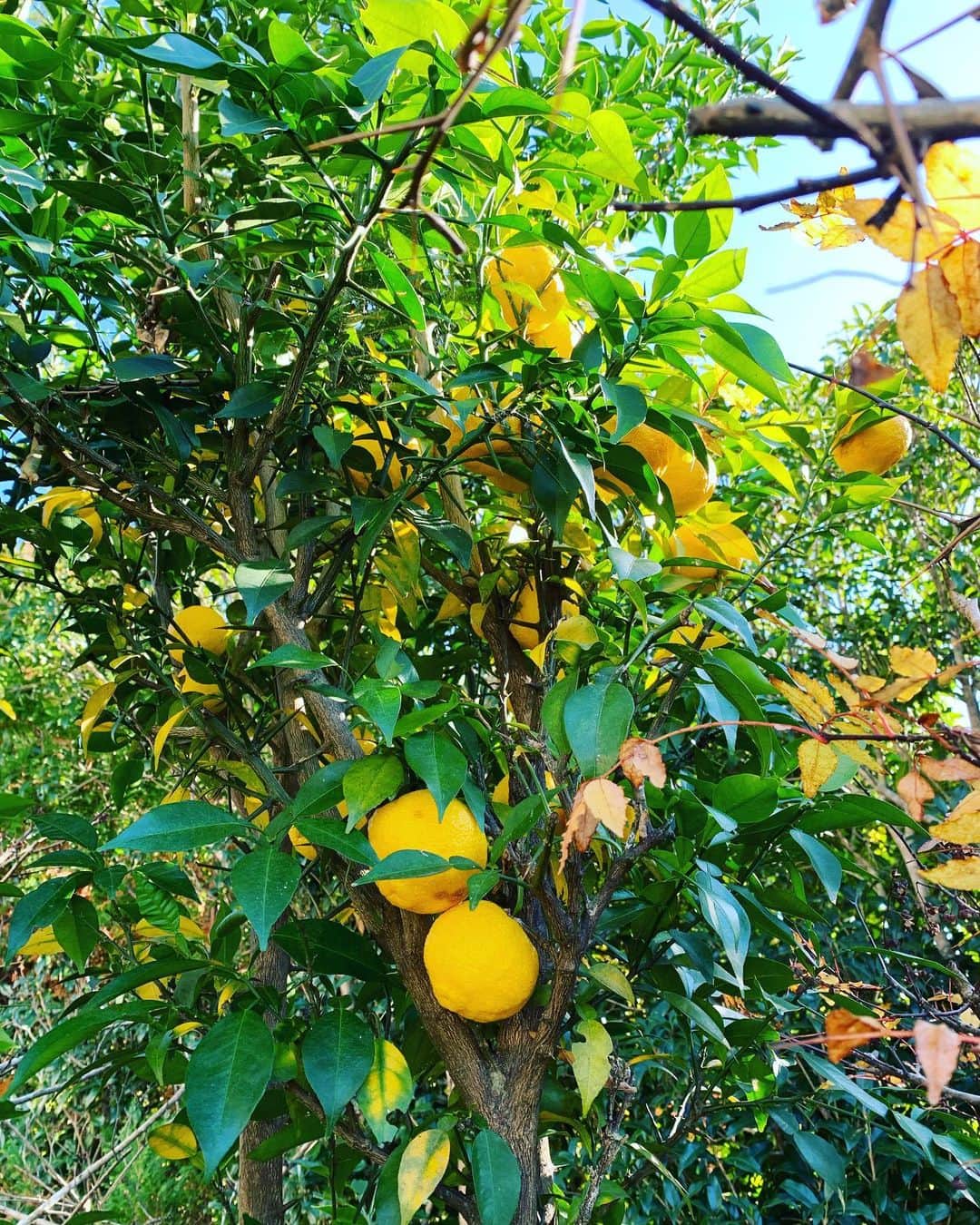 広川ひかるさんのインスタグラム写真 - (広川ひかるInstagram)「今年は実家の柚子が豊作🍊 青い時のも入れて100個以上は収穫できました 昨年、桃の木と柿の木を伐採したので柚子の木が危機感を持ったのかも❓ 、 #hikaruhirokawa #庭の柚子」11月15日 19時52分 - hikaru_hirokawa
