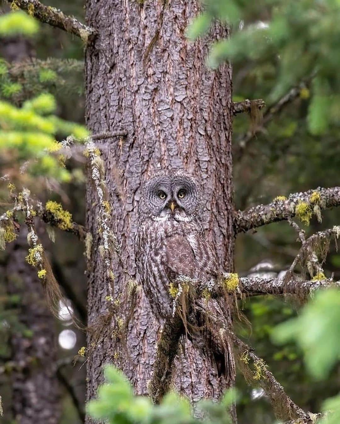 WildLifeのインスタグラム：「Great Grey Owl, Camouflage Master! Photo by @alanmurphyphotography」