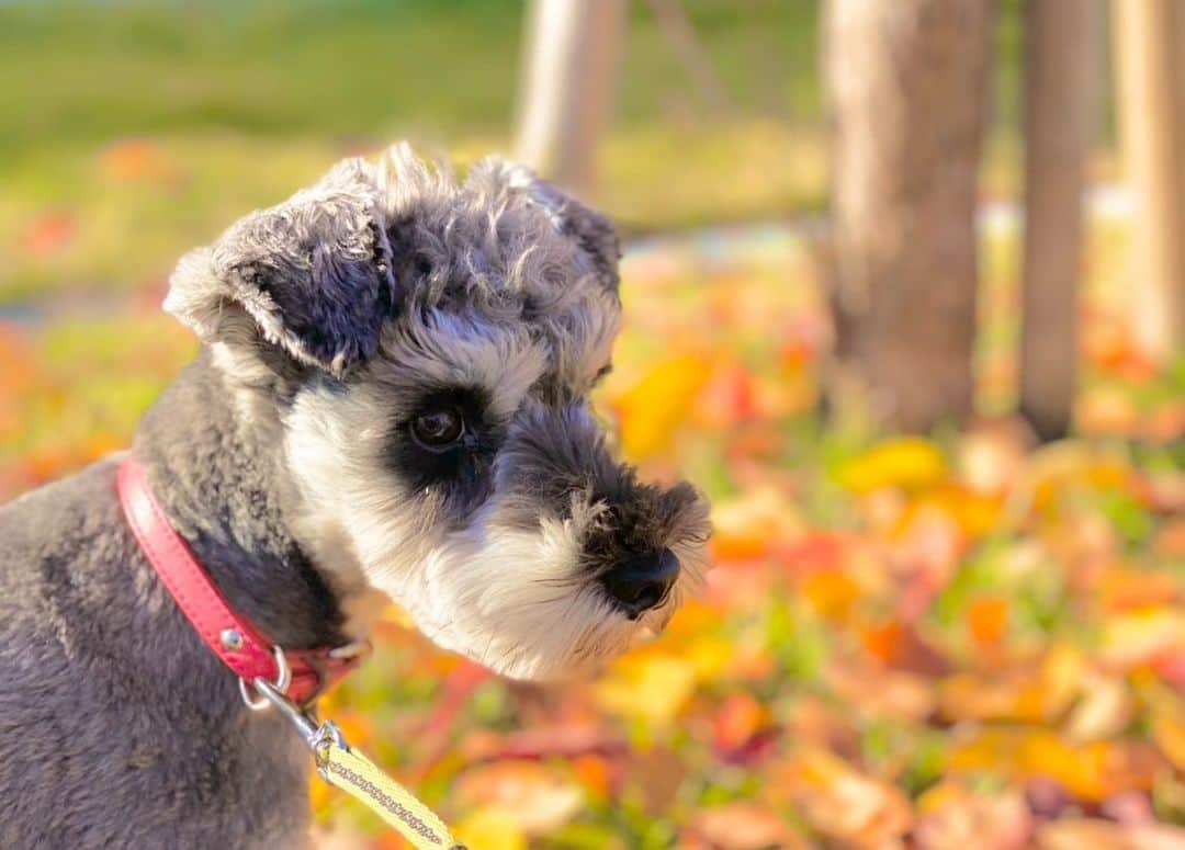 畠山愛理さんのインスタグラム写真 - (畠山愛理Instagram)「朝のお散歩🐾🍂 昨日も今日もお天気がよくて 気持ちいいね☺️✨  #ミニチュアシュナウザー #ノアスタグラム🐾」11月15日 10時58分 - airihatakeyama