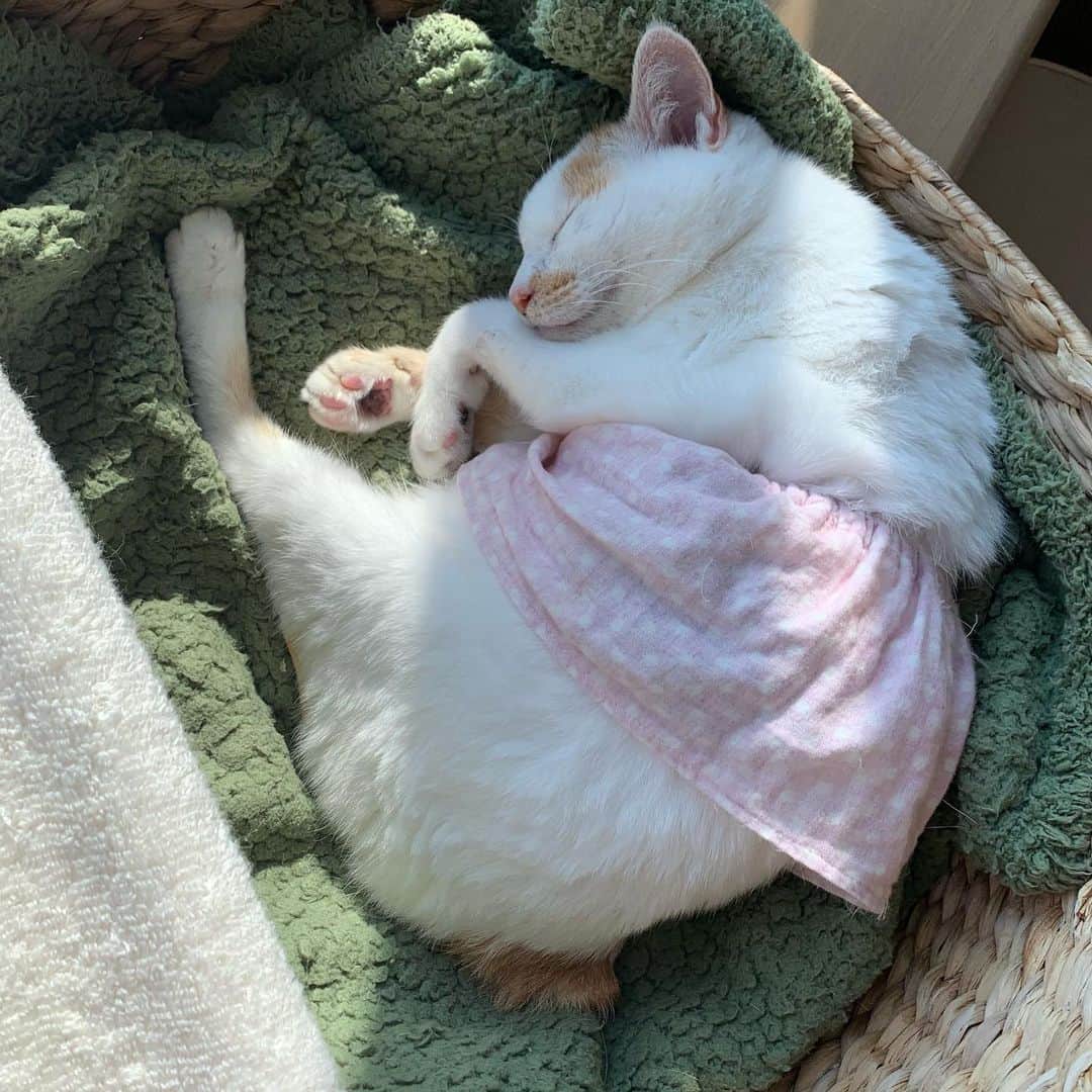 マルさんのインスタグラム写真 - (マルInstagram)「🍚ください… ごはん、にゃいよ… もぐもぐ食べるの… 籠で寝るの… マルミンの寝んねんオシゴト… 1日がはじまるの…₍^·͈༝·͈^ฅ . . #おうち時間#ねこすたぐらむ#猫動画#sleep#ねこのきもち#癒し#かわいい女の子 #Instagramcats#にゃんすたぐらむ #猫との暮らし#cat#ねこ部#みんねこ #bestmeow#三毛猫#猫#ふわもこ部#ペコねこ部」11月15日 11時00分 - maruruna