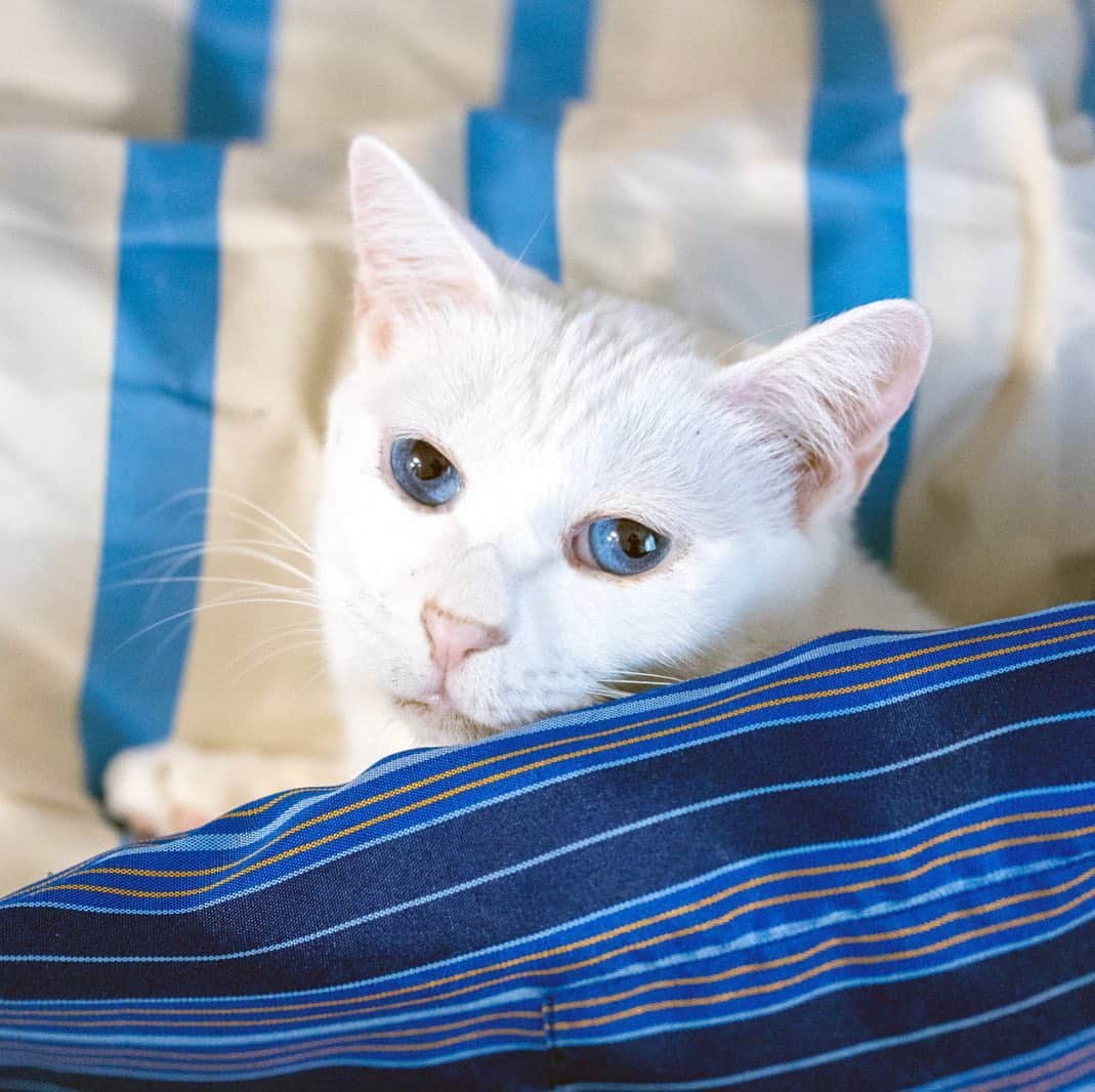 プンクマさんのインスタグラム写真 - (プンクマInstagram)「いよいよ掛け布団を出し、カバーも新調して部屋着の半纏を置いていたら、すぐに潜り込んだ。 アタシの布団だよねby青彩 #青彩 #ブルーアイズ #猫 #ねこ #blueeyes #cat #neko #catstagram #catsofinstagram」11月15日 11時26分 - pnkm913