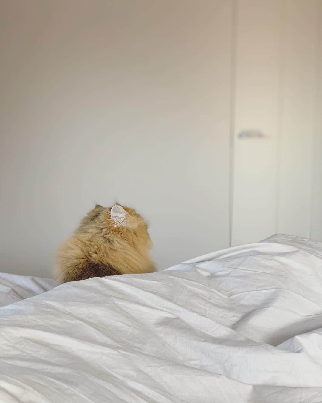 にこさんのインスタグラム写真 - (にこInstagram)「目つきワルー👀  #cat #mornings #thoseeyes #grumpy #grumpycat #朝 #寝起き #不機嫌 #おはよう」11月15日 11時32分 - nikon.neko.official