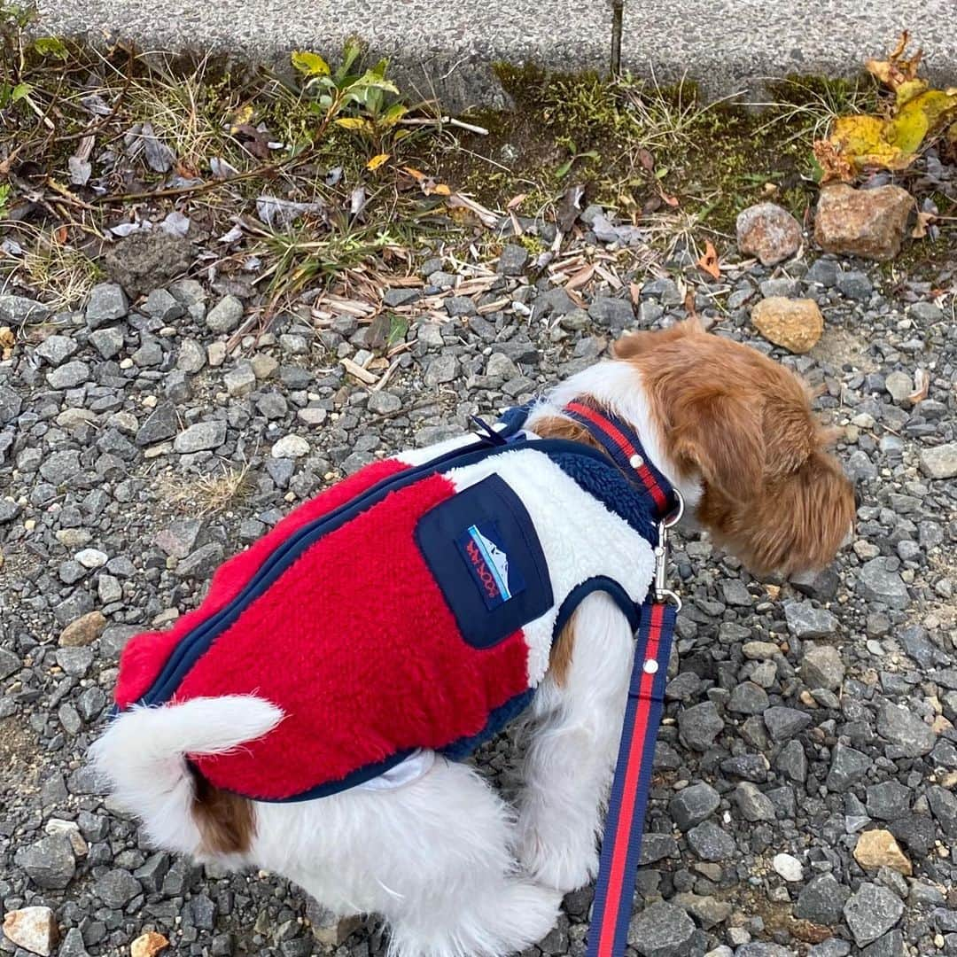 辻 よしなりのインスタグラム：「「旅犬」の名に相応しいアウトドア風コスチューム✨と思ってるんだけどどうかな。  その辺のショップで買ったフリースだけど、知人が作ってくれたリードとコーディネートバッチリ👌  にしても、犬が💩する姿が可愛いすぎてヤバいと思いませんか？  #なぜか神妙な顔 #哀愁漂う後ろ姿 #何事も一生懸命  #辻はイチの💩回収係 #いろんな場所での💩スタイルを撮ってみるか📷 #キャンカーの窓の位置が高いので #イチ専用の物見台設置  #キャンピングカー #ジャックラッセルテリア  #旅犬 #旅犬イチ #犬と登山  #犬と旅 #車中泊 #犬とアウトドア #犬とおでかけ #日本一周 #いぬすたぐらむ🐶  #犬服」