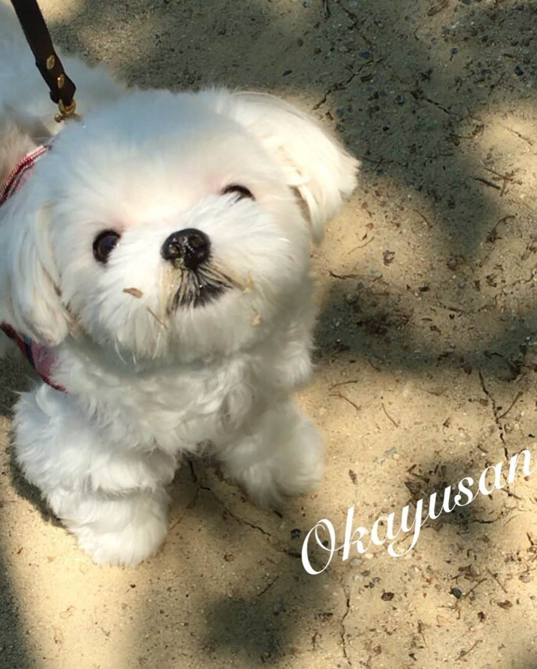 マルチーズ兄妹♡おかゆとおもちさんのインスタグラム写真 - (マルチーズ兄妹♡おかゆとおもちInstagram)「…🐶🐶🌊🌴☀😖 . . おかゆ、もっちはじめての海⛱ 泉南ロングパークへ行ってきたー🚗💨＜ｳｯﾋｮｵｵｵｱｱｱ!!! . 砂浜編📷💕 . おかゆともっち、砂を食べる、食べる😱 塩味で美味しいんかな？！ ママが毎日食べてるポテチみたいなもんかなーー！🤣 . . 二枚目はおかゆが1才の時の写真。 思い出した〜おかゆは昔から砂が好きだったんだ〜😅  . . #泉南ロングパーク  #はじめてのうみ  . . . #maltese #malteseofinstagram #happydog #dogsmile #doglove #doglover #dogstagram #instadog #lovedogs #ilovemydog #cutedog #dogoftheday #instapet #말티즈 #fluffypack . #okayusan #マルチーズ #犬バカ部 #白い犬 #わんこ #愛犬  #犬のいる暮らし  #エブリドッグ  #ふわもこ部 #鼻ぺちゃ #マルチーズ兄妹 . .」11月15日 12時15分 - okayusan20150421