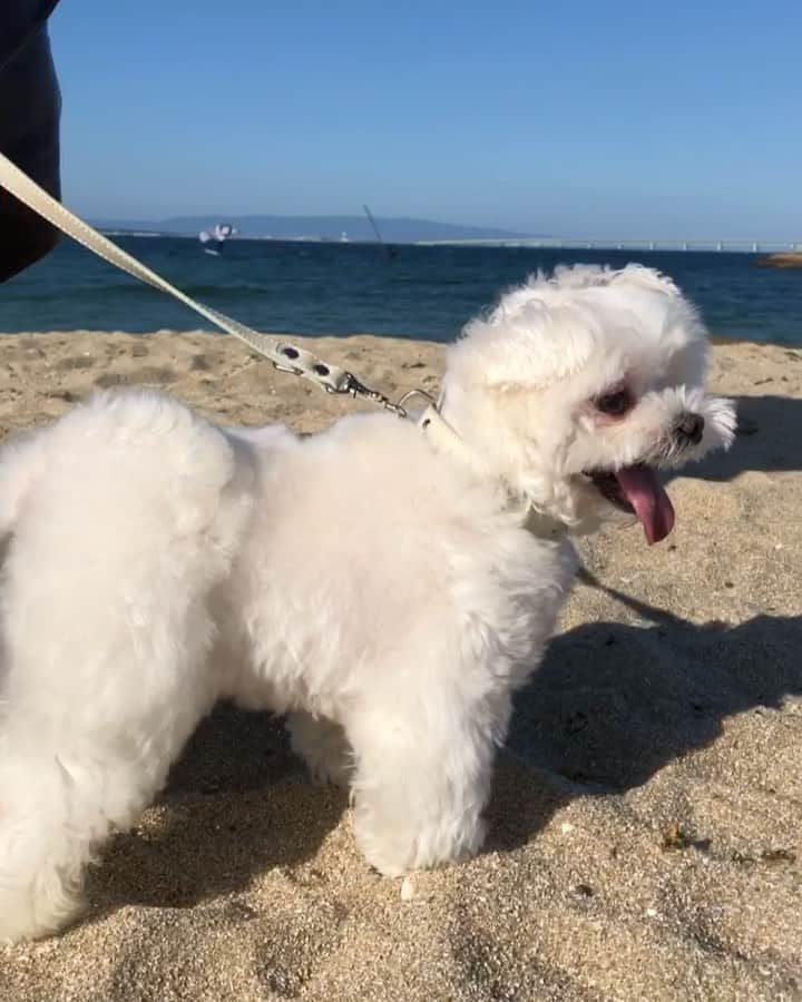 マルチーズ兄妹♡おかゆとおもちのインスタグラム：「…🐶🐶🌊🌴☀😖 . . おかゆ、もっちはじめての海⛱ 泉南ロングパークへ行ってきたー🚗💨＜ｳｯﾋｮｵｵｵｱｱｱ!!! . 砂浜編📷💕 . おかゆともっち、砂を食べる、食べる😱 塩味で美味しいんかな？！ ママが毎日食べてるポテチみたいなもんかなーー！🤣 . . 二枚目はおかゆが1才の時の写真。 思い出した〜おかゆは昔から砂が好きだったんだ〜😅  . . #泉南ロングパーク  #はじめてのうみ  . . . #maltese #malteseofinstagram #happydog #dogsmile #doglove #doglover #dogstagram #instadog #lovedogs #ilovemydog #cutedog #dogoftheday #instapet #말티즈 #fluffypack . #okayusan #マルチーズ #犬バカ部 #白い犬 #わんこ #愛犬  #犬のいる暮らし  #エブリドッグ  #ふわもこ部 #鼻ぺちゃ #マルチーズ兄妹 . .」