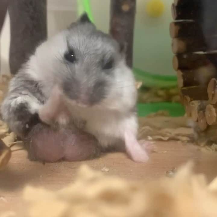 hamster_mocoのインスタグラム