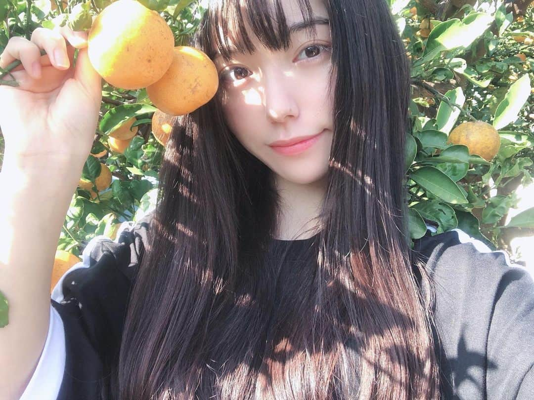 林花音さんのインスタグラム写真 - (林花音Instagram)「家のみかんの木 今年もたくさん実りました🍊 ・ お天気良すぎ！太陽光でくしゃみでちゃうマン」11月15日 12時53分 - _0403_h