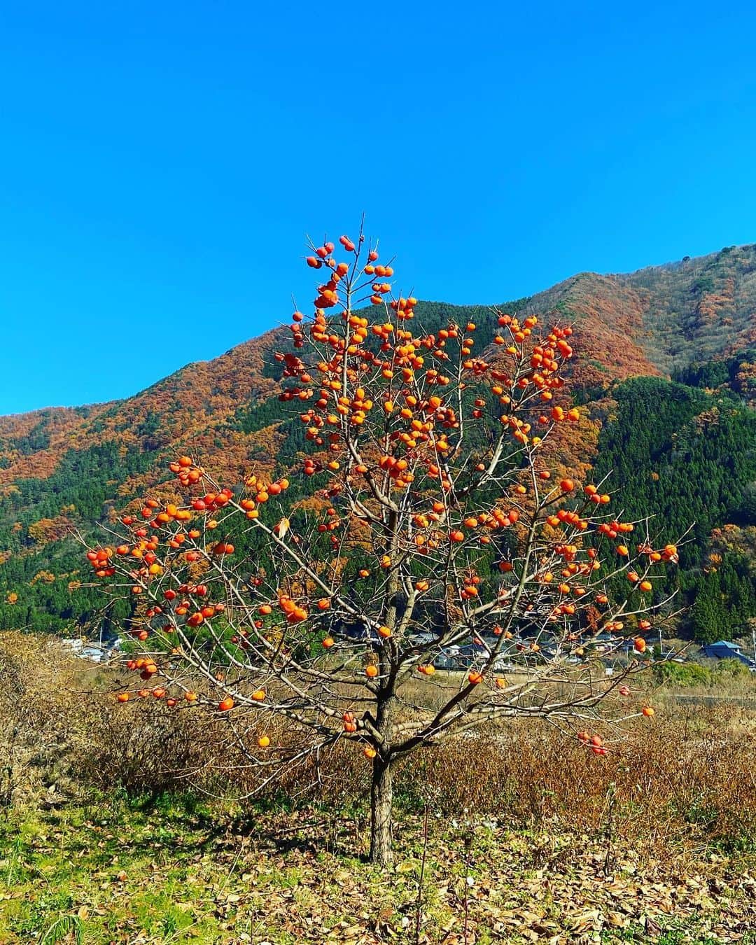 おおたうにさんのインスタグラム写真 - (おおたうにInstagram)「🧡persimmon tree🧡 かわいい柿の木。一目惚れして、一旦通り過ぎたのに戻ってもらいました😊 #shorttrip #3枚目のおしり感」11月15日 12時57分 - outa_uni