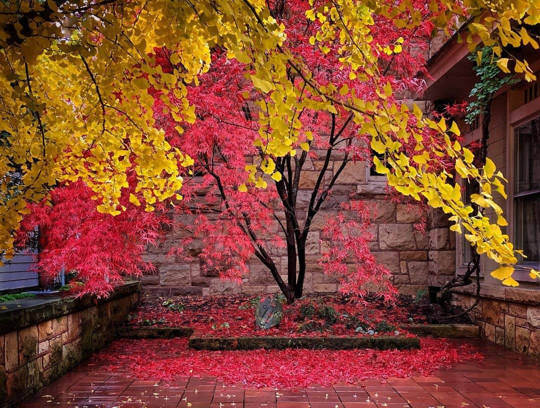 thephotosocietyさんのインスタグラム写真 - (thephotosocietyInstagram)「Photo by @melissafarlow  The stars in my garden are the Gingko and the Acer palmatum “Beni Otake” (Red Bamboo). Subtle shades of green in the summer, they both erupt into riotous color in the fall. We planted them 25 years ago. In three days they will drop their leaves quickly as if on command and retreat to their understated  starkness. I love nature and it’s everchanging beauty that always gives me hope. @thephotosociety @natgeo #nature #fallcolors #sewickley #pennsylvania」11月15日 13時21分 - thephotosociety