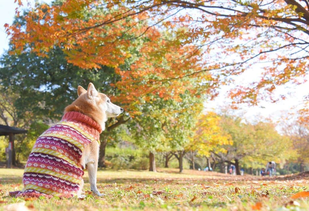 meekooのインスタグラム：「りんごさんと秋色さんぽ🍁 ポカポカ陽気で気持ちよかったね🐕♫ 2020.11.15 #hamamaコレクション #しょっぱいモデル」