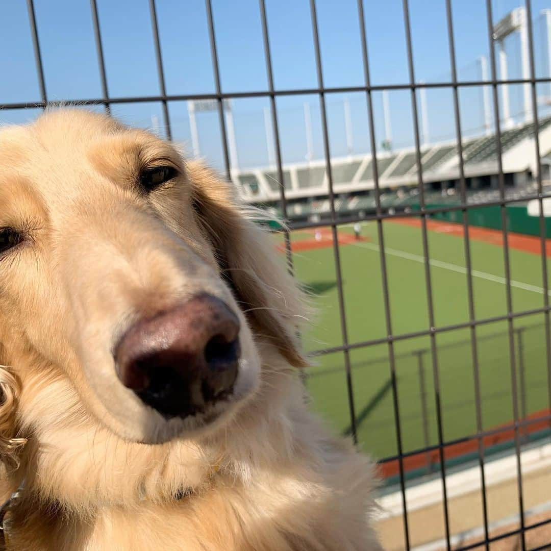 福井晶一さんのインスタグラム写真 - (福井晶一Instagram)「お散歩日和☀️  #愛犬ナッツ #保護犬 #ミグノンプラン  #犬散歩 #野球場 #犬バカ部 #いぬすたぐらむ  #dogsofinstagram  #doglover  #doglife」11月15日 13時54分 - shoichi.fukui