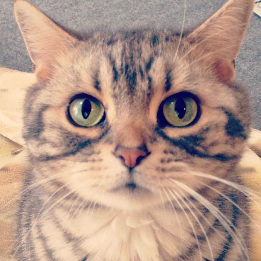 のインスタグラム：「※ 【ご報告】 ※ 悲しい内容を含みますので、そういった内容が苦手な方はスルーしていただければと思います  ※ ※ ※ いつも、きなごむを見ていただき、ありがとうございます。 今日は一件、ご報告させていただきます。  実は昨年の6月から、なごむは腎臓病を患っていました。当初は病気の進行を遅らせるために週1回の点滴通院をしていたのですが、徐々に病状が悪化して週2回の通院となり、最近では週3〜4回通院して、なんとか体調を維持していました。  みなさんには元気ななごむの姿だけを見ておいてほしかったので、病気のことはずっと伏せさせてもらっていました。  そんな中、今年の5月ごろから体調が下降気味となり通院と入退院を繰り返していたのですが、とうとう11月14日13:36に天国に旅立ちました。  最期は大きく苦しむこともなく、安らかに眠りにつきました。これまで辛い闘病をがんばってきたので、安らかに旅立つことができて本当によかったです。  この場をお借りしてなごむを診てくださった病院の先生方、励ましてくれた友人、またなによりたくさんのコメントやいいねをしてくださったフォロワーのみなさまにお礼を申し上げます。みなさんに愛されて、なごむも幸せだったと思います。  今後はきなごむ家は、きなこが一人娘となりますが、どうかみなさんなごむを忘れないでいてあげてください。  最後に。親バカな飼い主は、今後も過去のなごむのかわいい画像をポストすることがあるかと思いますので、見たくない方はミュートしてくださいね🐈  長文失礼しました。  #なごむウチに来てくれてありがとう」