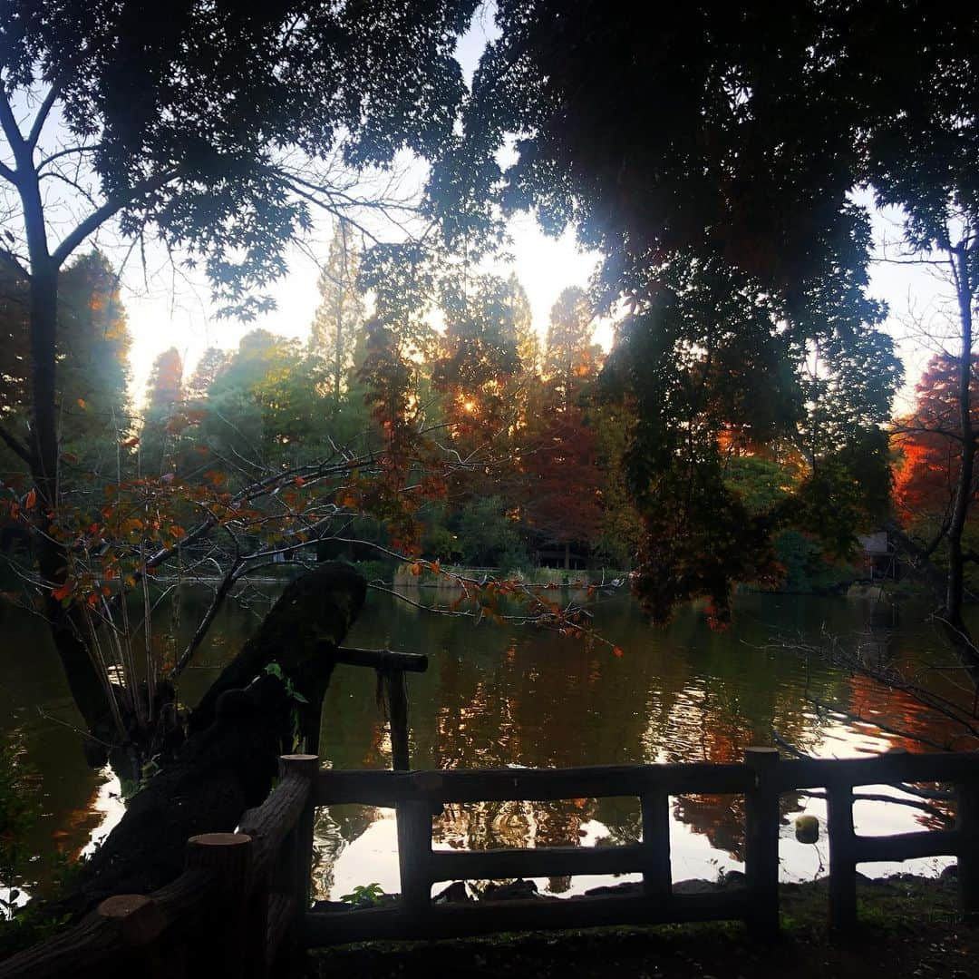 team_omotesandoのインスタグラム：「Peaceful weekend2🍁  #丁寧な暮らし #forest #nature #pond #littlehappiness #littleappreciationpost #littlethankyou #緑のある暮らし #peacefulweekend」