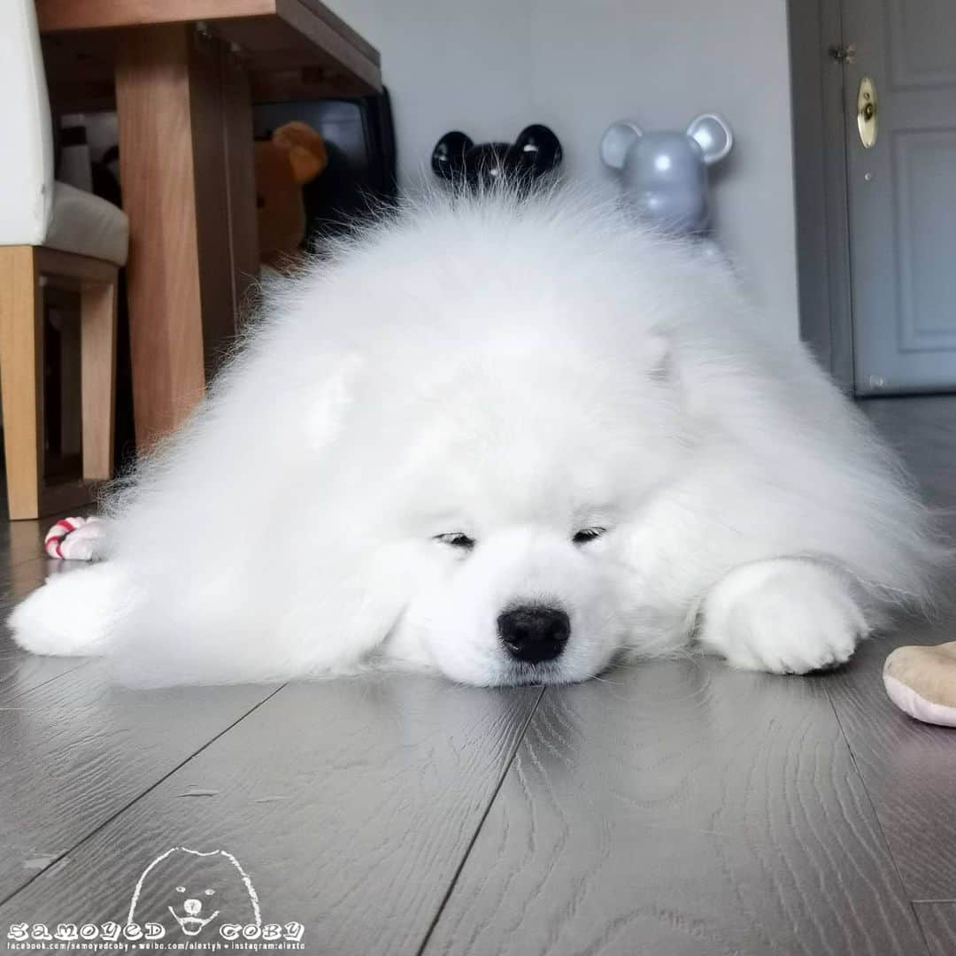 Alex Toのインスタグラム：「😴😴😴 #cute #dog #doglover #dogsofinstagram #dogoftheday #dogofthedayjp #dogstagram #fluffy #hkig #hongkong #ilovemydog #instadog #instagood #instamood #instagraphy #instapic #samoyedoninstagram #pet #petlovers #petsofinstagram #petstagram #photooftheday #puppy #pupsofinstagram #samoyed #samoyedsofinstagram #webstagram #犬 #サモエド」