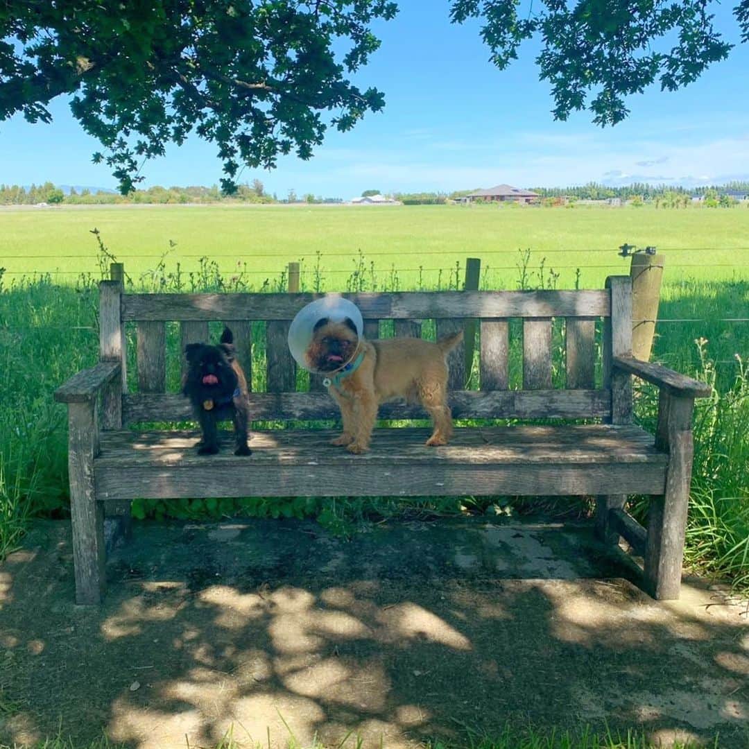 Digby & Aloのインスタグラム：「Sunday walks in paradise #wairarapa」