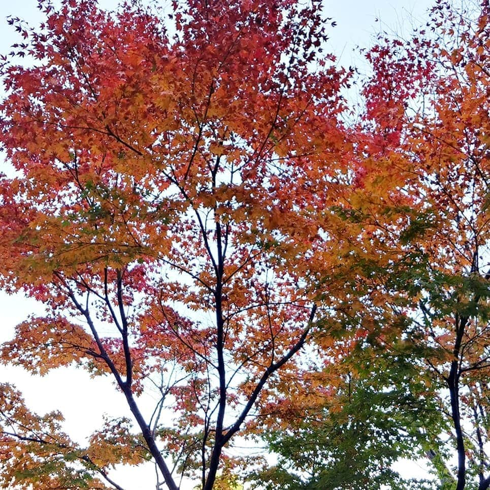 池尻和佳子さんのインスタグラム写真 - (池尻和佳子Instagram)「油山の紅葉は、コウヨウ～🍁  ズバリ、見頃です‼️  #紅葉#油山#運動#展望台 #mori#赤#緑#gradation」11月15日 14時40分 - wakako_ikejiri_rkb