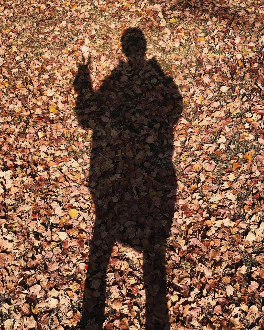 秋山レイさんのインスタグラム写真 - (秋山レイInstagram)「ㅤㅤㅤㅤㅤㅤㅤㅤㅤㅤㅤㅤㅤ ぴーす✌️🦖🍂 ㅤㅤㅤㅤㅤㅤㅤㅤㅤㅤㅤㅤㅤ #lifestyle #autumn  #sunday #park #shadow  #🍂 #🍂🍁」11月15日 15時14分 - akiyamarei_