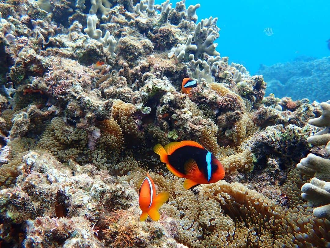 加藤未唯さんのインスタグラム写真 - (加藤未唯Instagram)「スキューバーダイビング🐠🧡 沖縄の海はほんまに透き通ってて綺麗✨ 魚も人馴れしてるし(気がする)、何回も潜りたくなる🥺🤟 #スキューバーダイビング #ダイビング #沖縄 #ニモ 探しがち」11月15日 15時14分 - miyukato1121