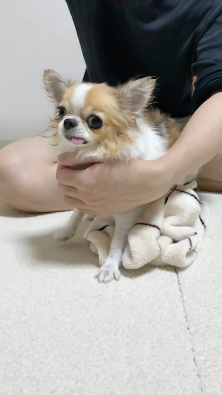 ちまのインスタグラム