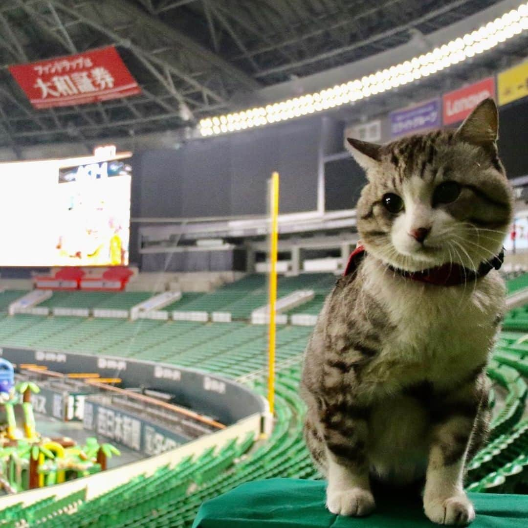 Nyankichi Noranekoさんのインスタグラム写真 - (Nyankichi NoranekoInstagram)「⚾️日本シリーズ進出へ王手！ クライマックスシリーズ第2戦。 頑張れ！福岡ソフトバンクホークス👊⚾️  ⚾️將軍，打入日本大賽！ 日本棒球高潮系列賽決賽。 加油！福岡軟銀鷹👊⚾️   ⚾️General, participate the Japan Series! 2020 Pacific League Climax Series, Final Stage.  Fight! Fukuoka Softbank Hawks👊⚾️  #猫 #cat #고양이 #แมว #貓 #кошка #wats #chat #ニャンスタグラム #gato #catsofinstagram #ねこ部 #旅猫 #cats #aso #japan #猫写真 #ねこ #seekor #ネコ #kitty #パトロール #kucing #kucinglucu #福岡ソフトバンクホークス #クライマックスシリーズ」11月15日 15時26分 - noraneko_nyankichi