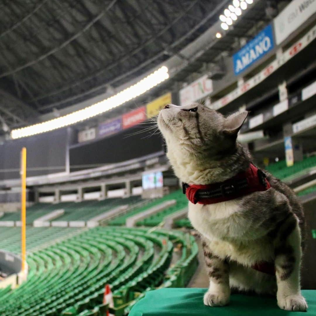 Nyankichi Noranekoさんのインスタグラム写真 - (Nyankichi NoranekoInstagram)「⚾️日本シリーズ進出へ王手！ クライマックスシリーズ第2戦。 頑張れ！福岡ソフトバンクホークス👊⚾️  ⚾️將軍，打入日本大賽！ 日本棒球高潮系列賽決賽。 加油！福岡軟銀鷹👊⚾️   ⚾️General, participate the Japan Series! 2020 Pacific League Climax Series, Final Stage.  Fight! Fukuoka Softbank Hawks👊⚾️  #猫 #cat #고양이 #แมว #貓 #кошка #wats #chat #ニャンスタグラム #gato #catsofinstagram #ねこ部 #旅猫 #cats #aso #japan #猫写真 #ねこ #seekor #ネコ #kitty #パトロール #kucing #kucinglucu #福岡ソフトバンクホークス #クライマックスシリーズ」11月15日 15時26分 - noraneko_nyankichi